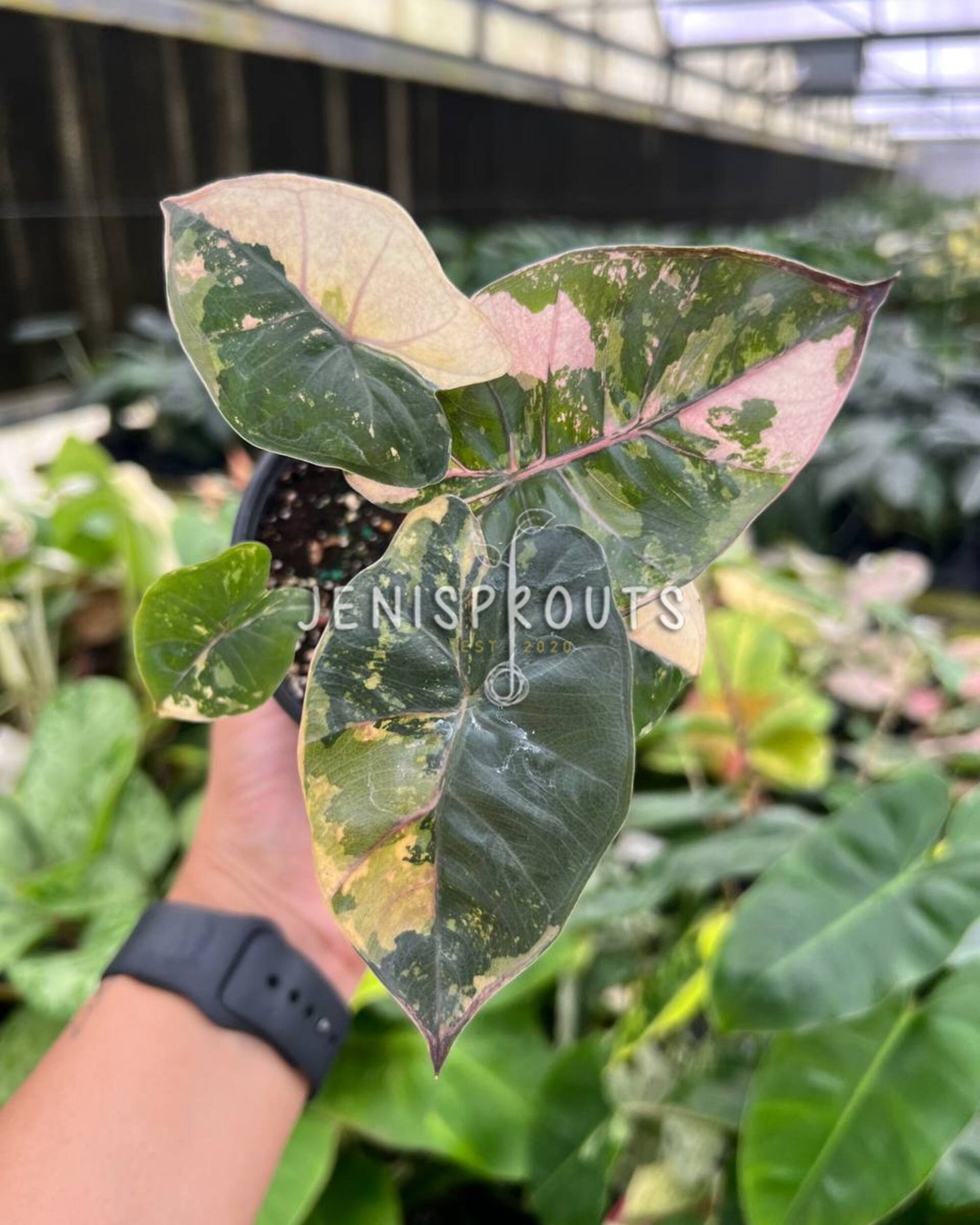 4" Alocasia Yucatan Princess