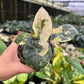 4" Alocasia Yucatan Princess