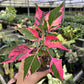 4" Alternanthera Party Time