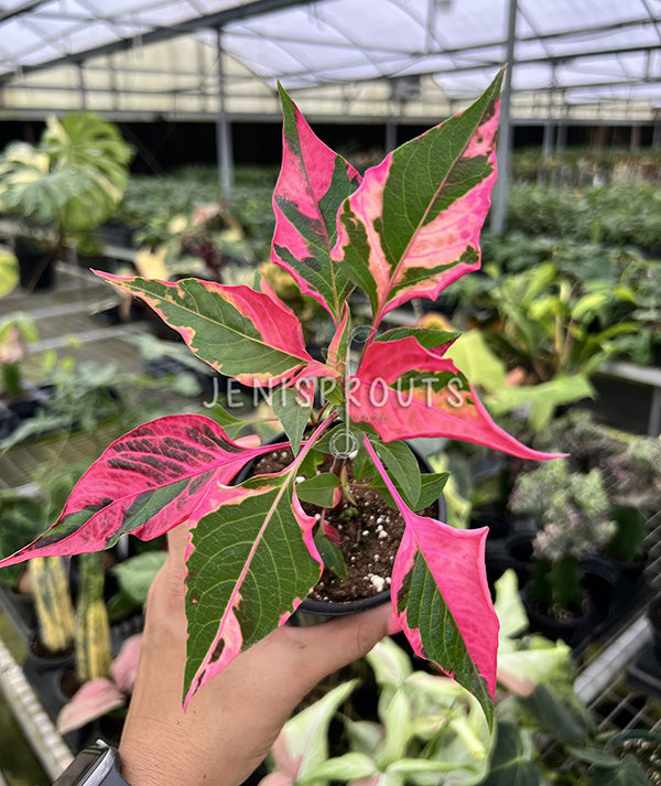 4" Alternanthera Party Time