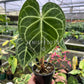 4" Anthurium Clarinervium 'Mature Leaves'