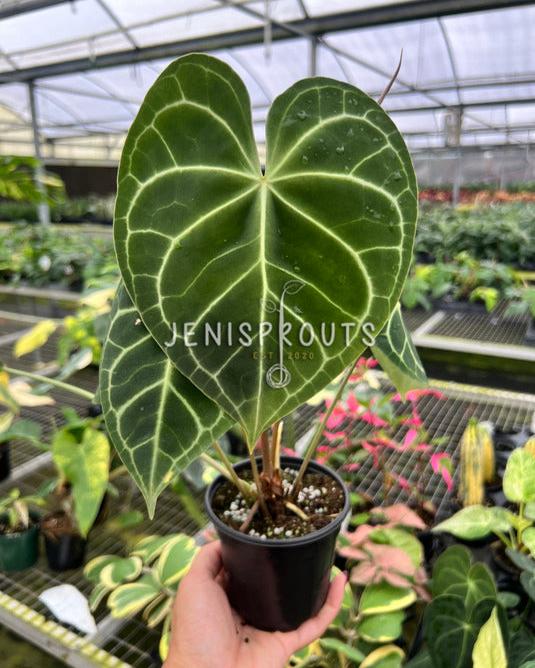 4" Anthurium Clarinervium 'Mature Leaves'