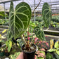 4" Anthurium Clarinervium 'Mature Leaves'