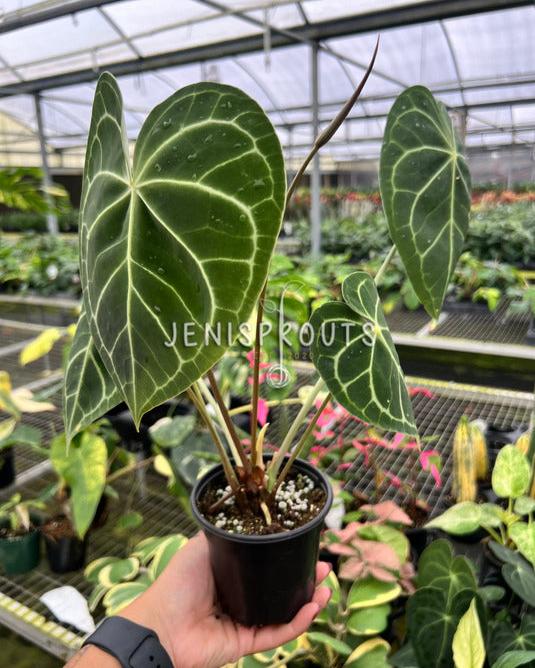 4" Anthurium Clarinervium 'Mature Leaves'