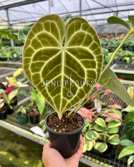 4" Anthurium Clarinervium 'Mature Leaves'