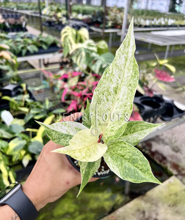 4" Anthurium Hookeri Variegated