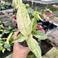 4" Anthurium Hookeri Variegated