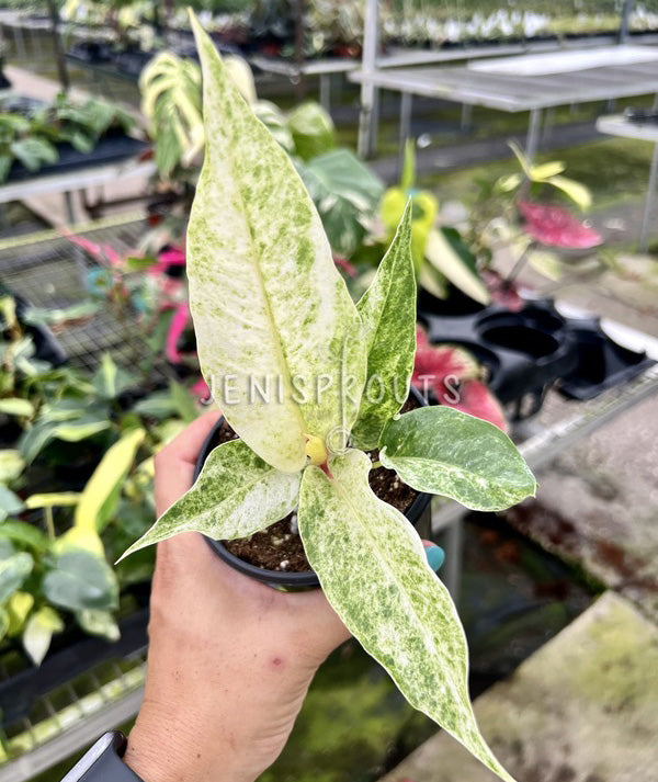 4" Anthurium Hookeri Variegated