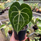 4" Anthurium Clarinervium