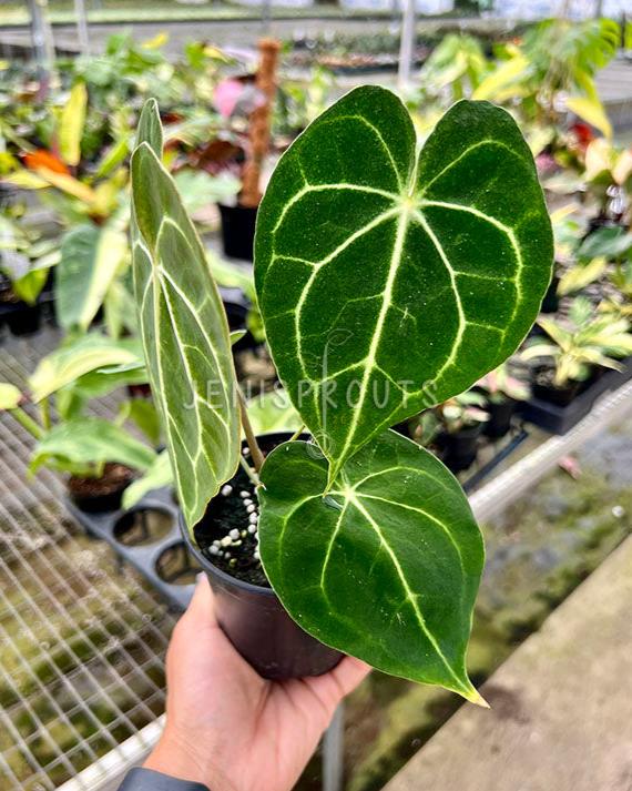 4" Anthurium Clarinervium