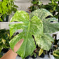 6” Monstera White Monster