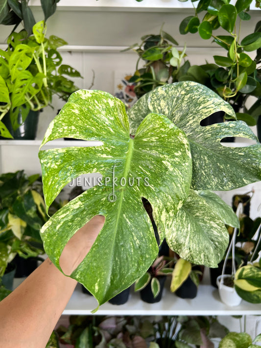 6” Monstera White Monster