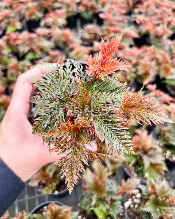 4" Begonia Pinnatifida