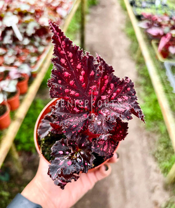 4" Begonia Dark Fantasy