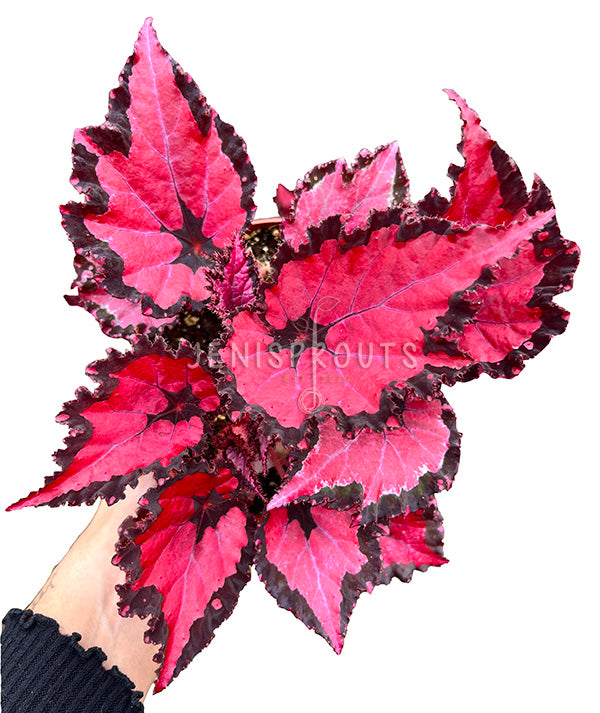 6" Begonia Harmony’s Red Robin