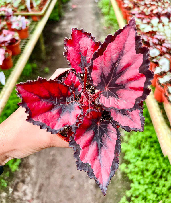 4" Begonia Harmony’s Red Robin