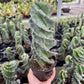 4" Cactus Spiralis