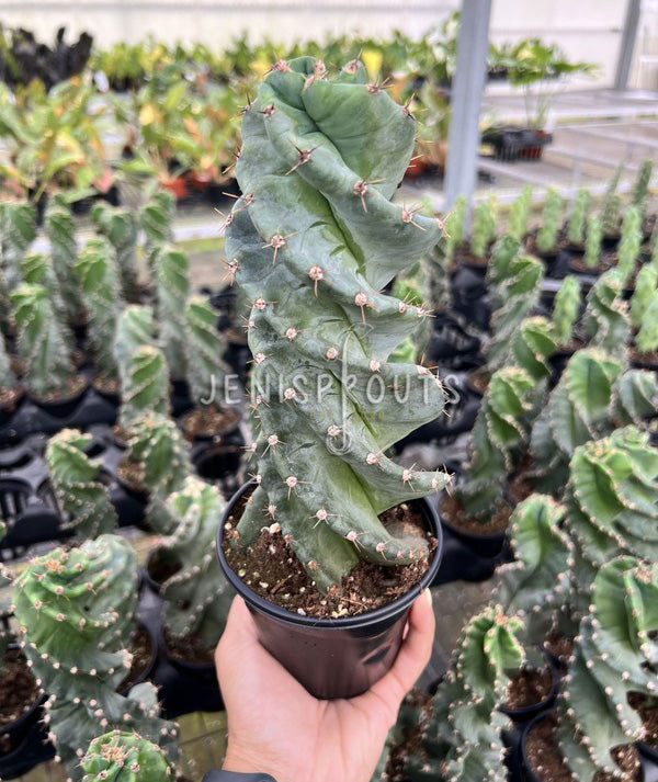 4" Cactus Spiralis