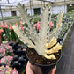 6" Cactus White Ghost