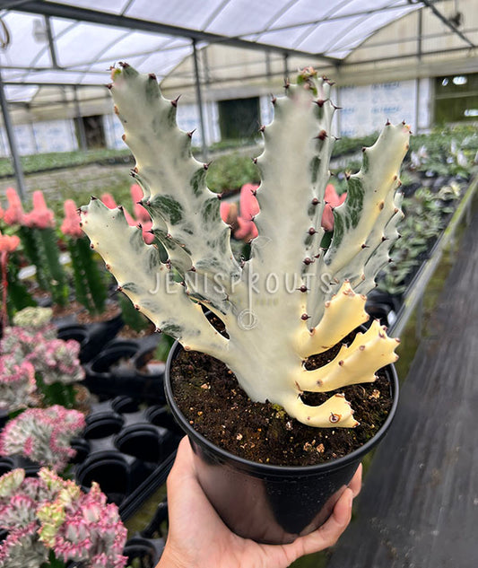 6" Cactus White Ghost