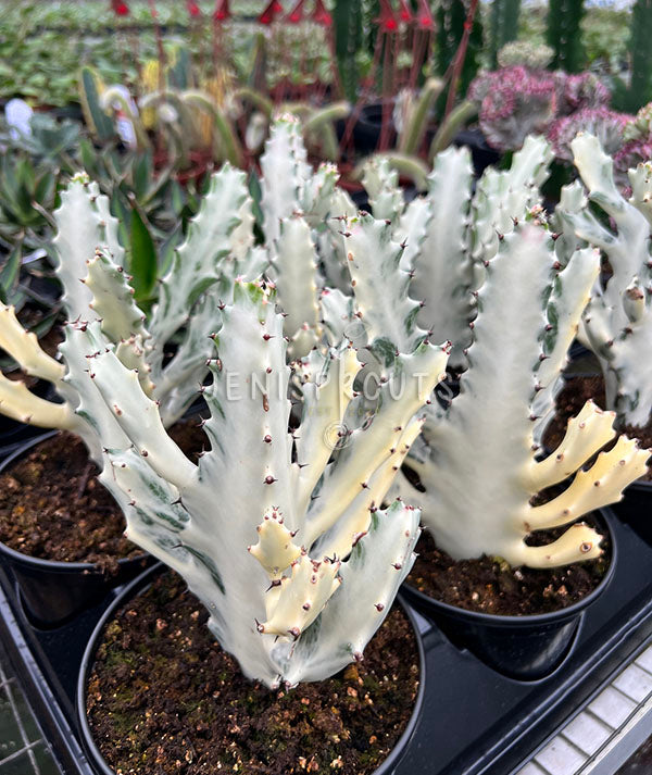 6" Cactus White Ghost