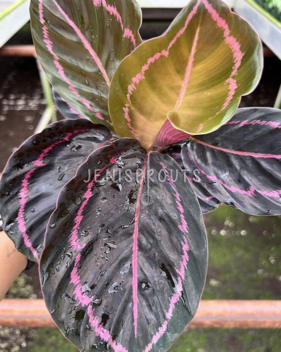 4" Calathea Dottie