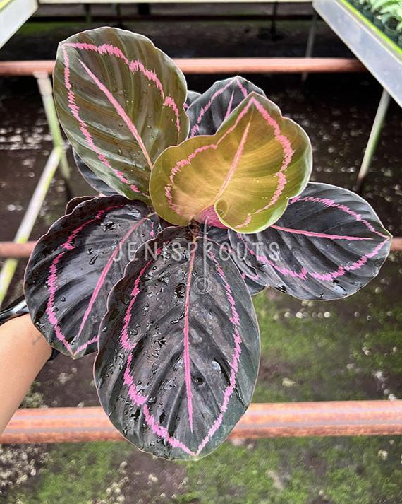 4" Calathea Dottie