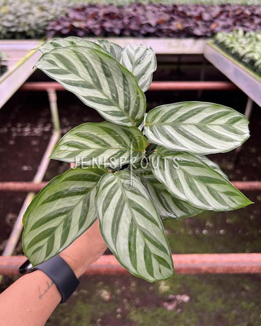 4" Calathea Freddie