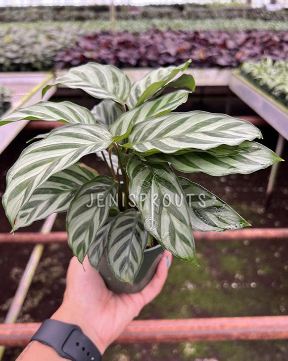 4" Calathea Freddie