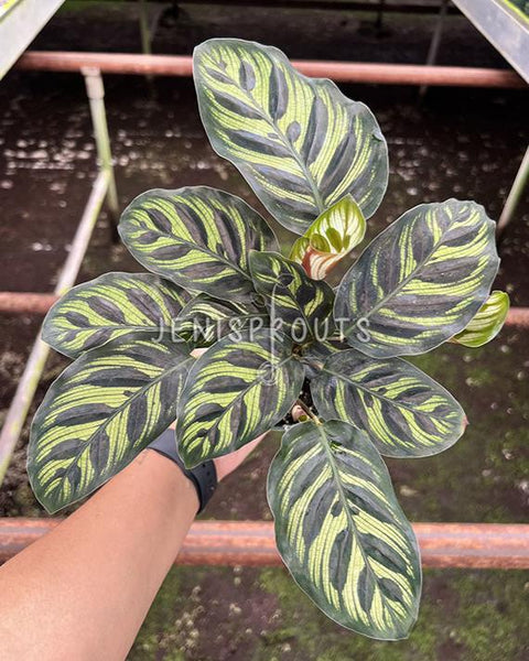 Calathea Makoyana at Jenisprouts
