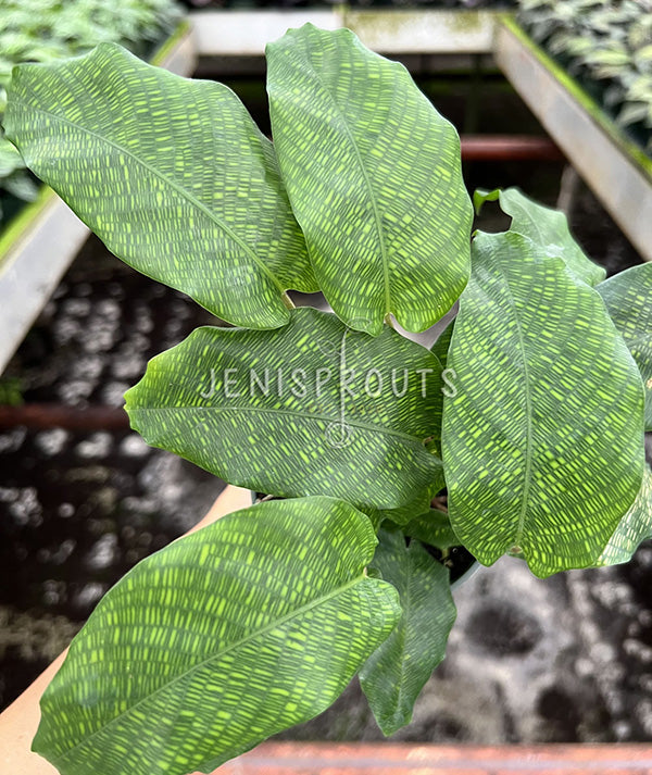 4" Calathea Musaica