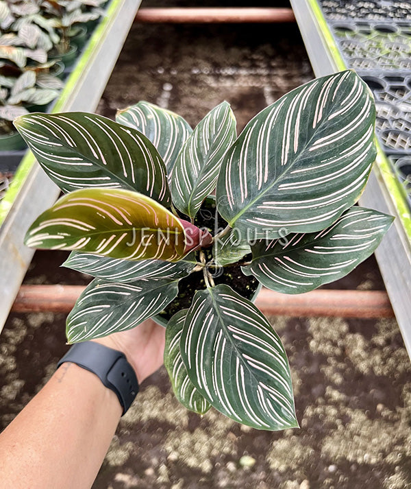 4" Calathea Ornata