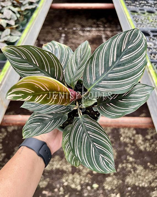 4" Calathea Ornata