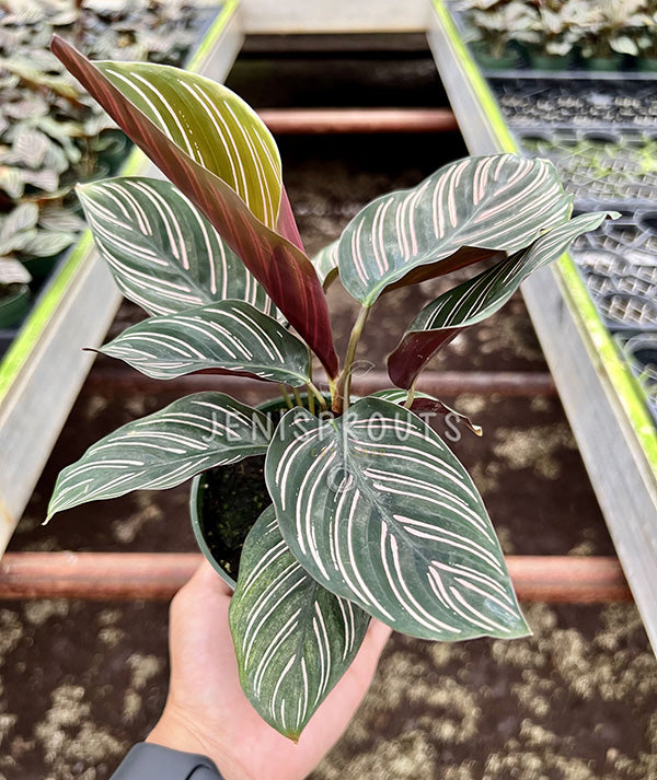 4" Calathea Ornata