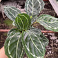 4" Calathea Roseopicta Green Lipstick