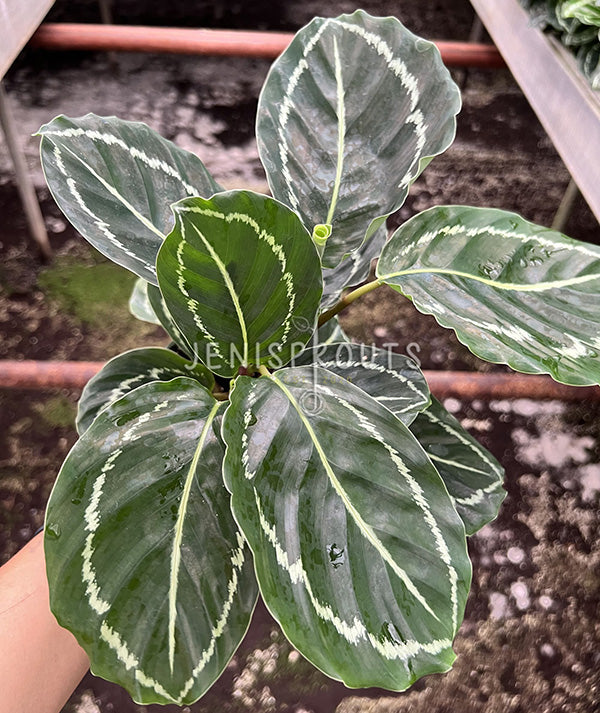 4" Calathea Roseopicta Green Lipstick