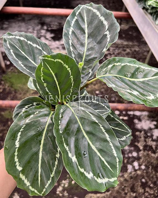 4" Calathea Roseopicta Green Lipstick