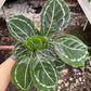 4" Calathea Roseopicta Green Lipstick