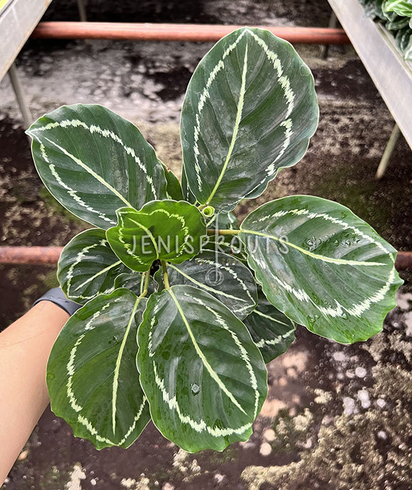 4" Calathea Roseopicta Green Lipstick