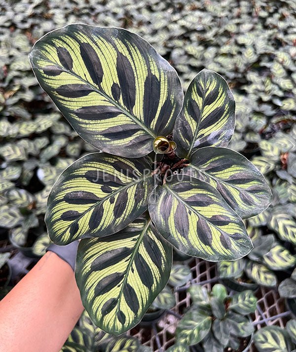 4" Calathea Makoyana