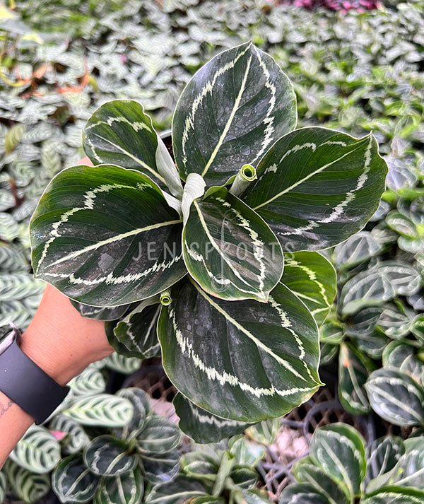 4" Calathea Roseopicta Green Lipstick