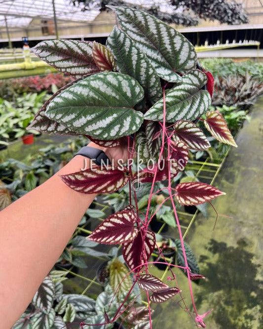 6" Cissus Discolor