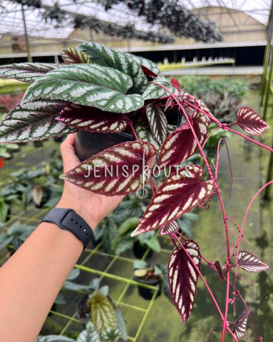 6" Cissus Discolor