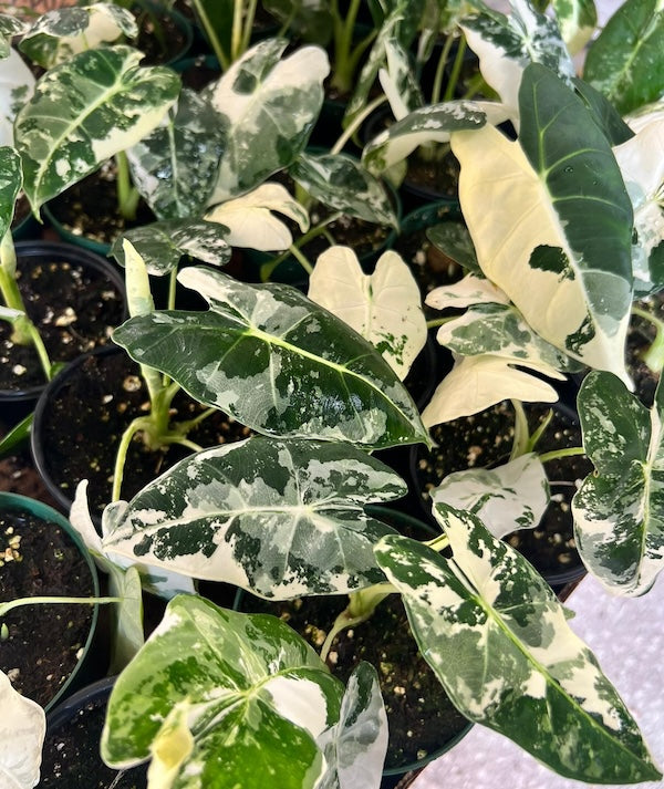 4" Alocasia Frydek Variegated