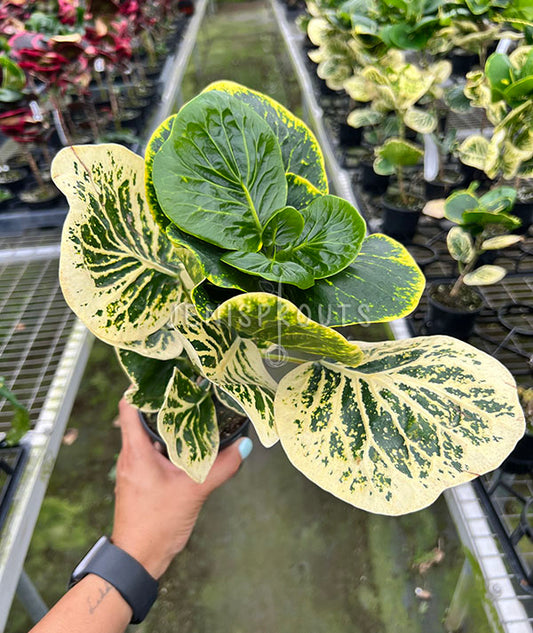 4" Croton Yellow Flapuack