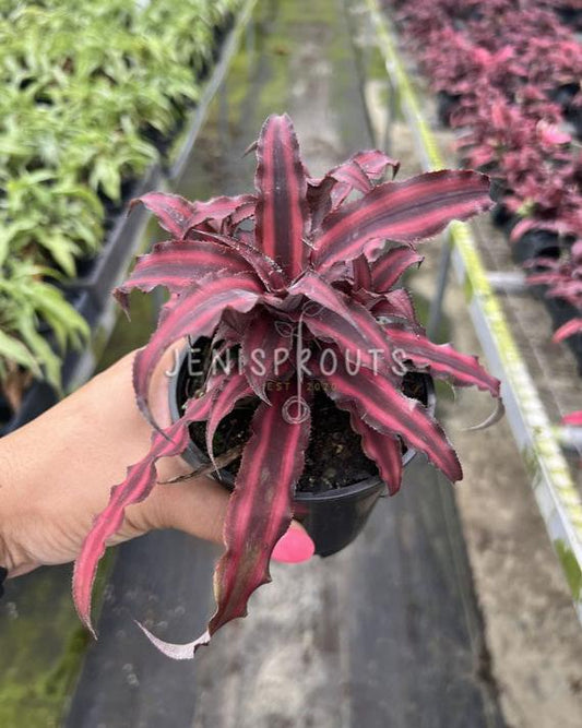 4" Cryptanthus Earth Star