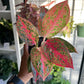 4" Aglaonema Red Stardust