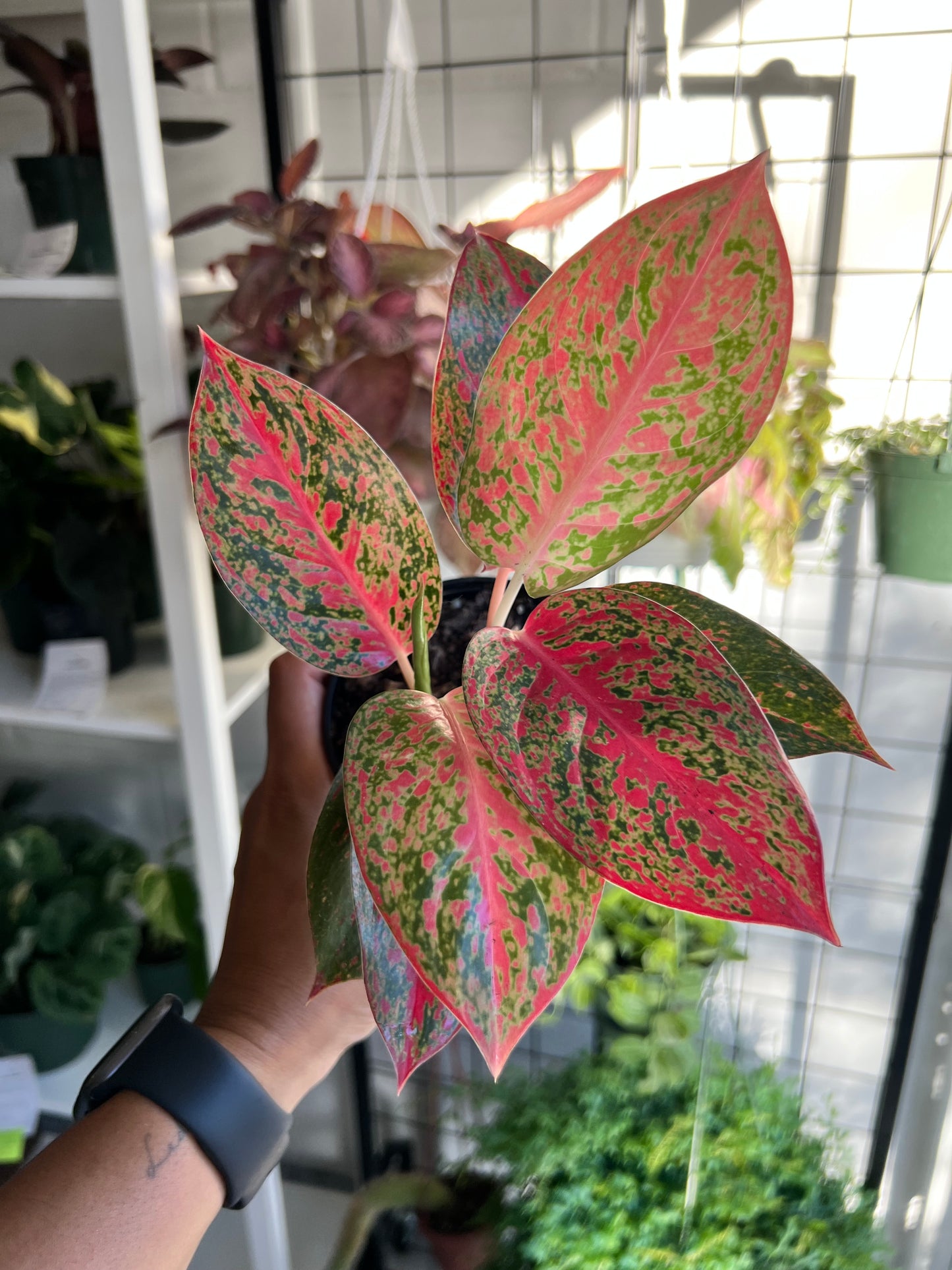 4" Aglaonema Red Stardust