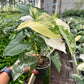 4" Syngonium Albo Variegated