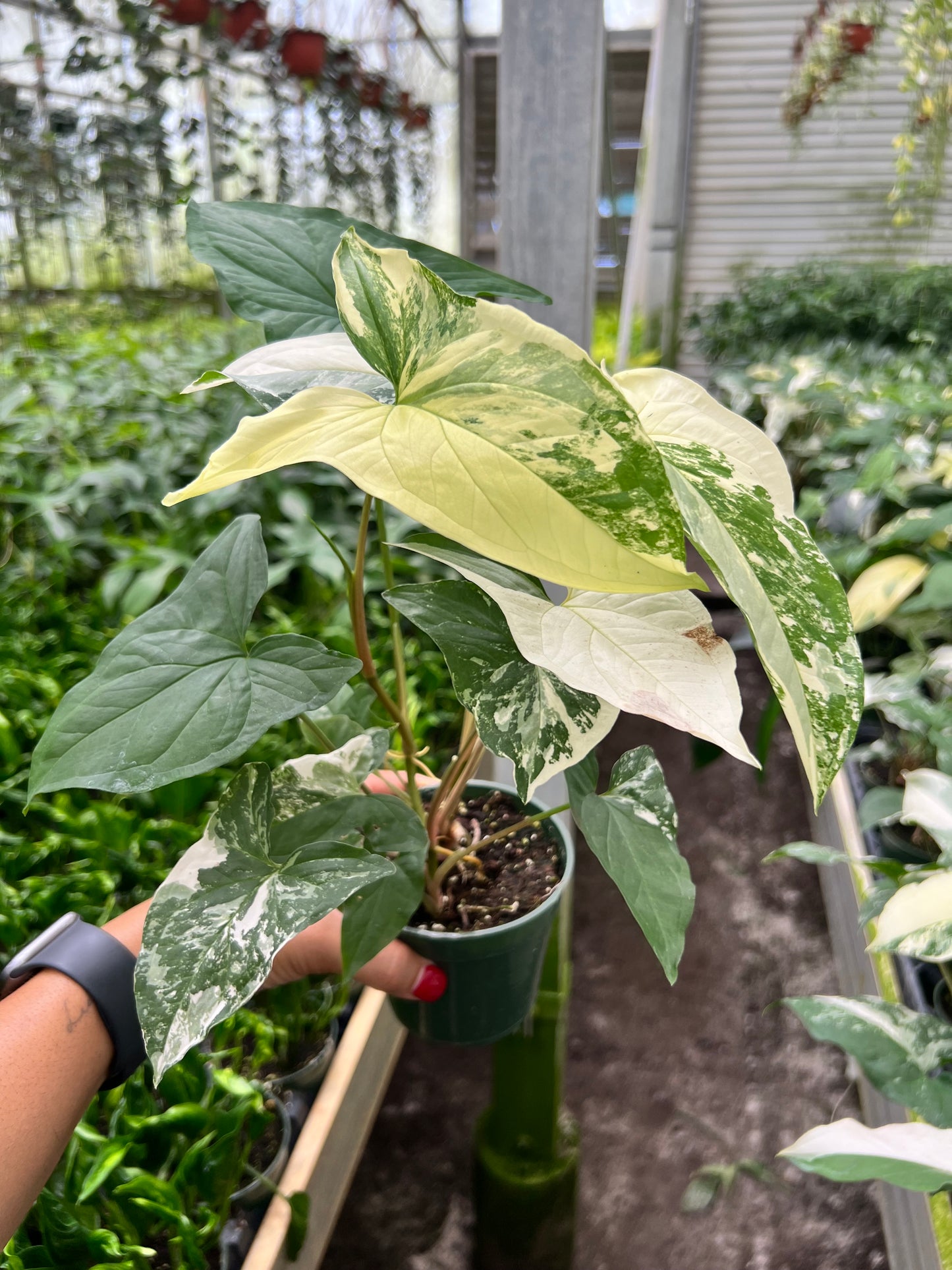 4" Syngonium Albo Variegated